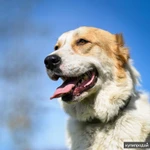 Фото №4 Халва в ответственные руки