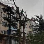Фото №5 спил деревьев, любой сложности