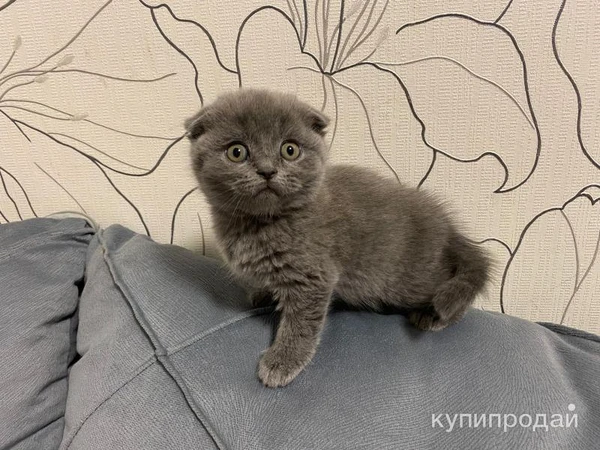 Фото Котята британские