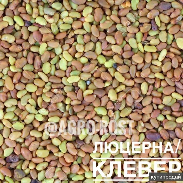 Фото ЛЮЦЕРНА/КЛЕВЕР