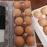 Фото №2 Продам яйцо куронное, всегда свежее