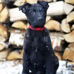 Фото №7 щенки немецкой овчарки