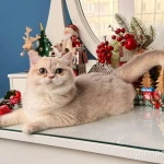 Фото №10 Британская девочка Лазура