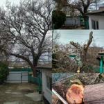 Фото №4 Спил деревьев