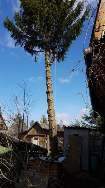 Фото Удаление,бронирование деревьев на вашем участке!