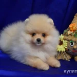 Фото №3 Щенок шпица- девочка