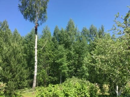 Фото Спилка деревьев на даче/кладбище/во дворе