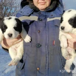 Фото №4 Продаются щенки САО (Алабая)