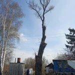 Фото №2 Спил деревьев.