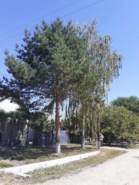 Фото Спил деревьев