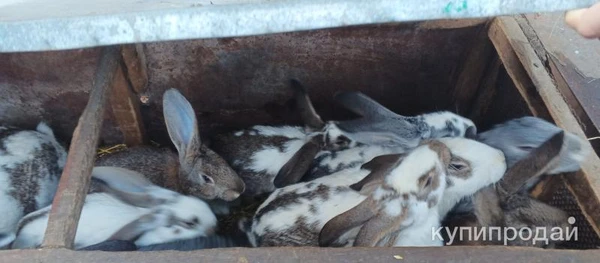 Фото Продадим в добрые руки самых милых плодовитых упитаных кроликов для рзведения