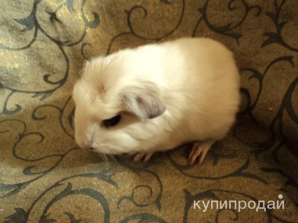 Фото МОРСКИЕ СВИНКИ-разные породы