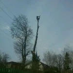 Фото №2 Удаление деревьев