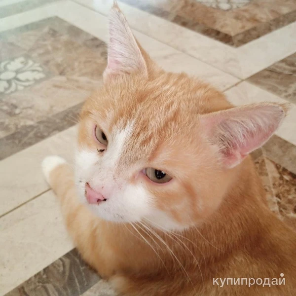 Фото кот "Маркиз", 3 года