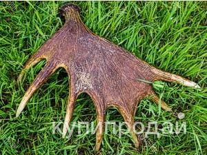 Фото Рога Лося