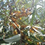 Фото №3 Саженцы плодовых растений