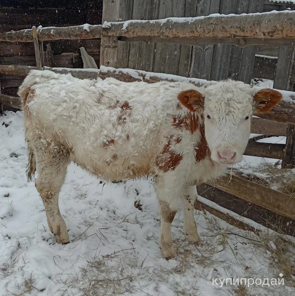 Фото Телочка