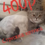 Фото №4 Стрижка животных