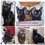 Фото №3 Бомбейские котята