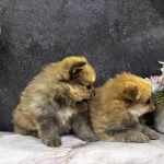 Фото №6 Щенки померанского шпица