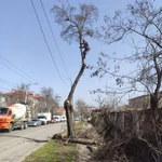 Спил и обрезка деревьев и веток, покос, дробление пней