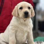 Девочка Лабрадора