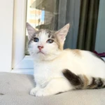 Фото №2 Котенок Веснушка - воплощение позитива и радости в дар