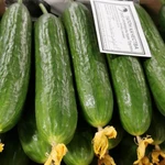 фото Тепличный Огурец Гладкий Мева, Демарраж Оптом