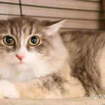 Фото №3 Уютная меховая кошка Жасмин в дар.