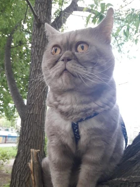 Фото кот ищет кошку
