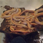 Фото №3 Лучистый полоз (Coelognatus Radiata)