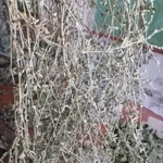 Фото №2 Горец Птичий. Цена за 100 грамм.