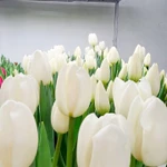 Фото №3 Продам тюльпаны оптом