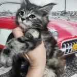 Фото №9 Мейн-кун