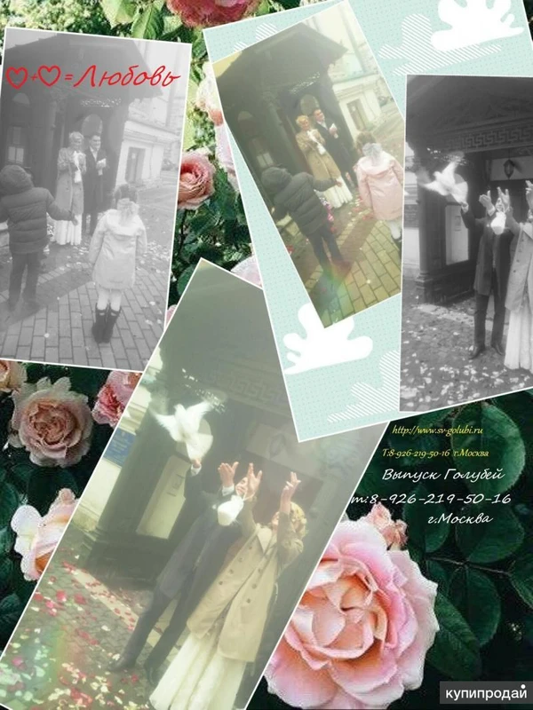 Фото Голуби .