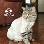 Стрижка кошек от Mr Groom