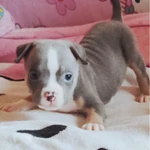 Фото №2 Щенки американского булли