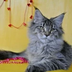 Фото №7 Вязка с котом