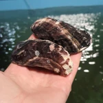 Фото №3 Морепродукты