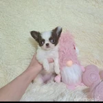 Фото №3 Сказочный мини эльфик-девочка