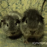 Фото №10 МОРСКИЕ СВИНКИ-разные породы