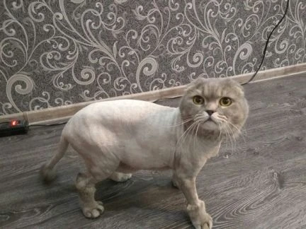 Фото Стрижка кошек и котов на дому