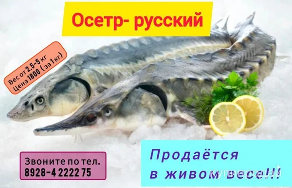 Фото Осетр