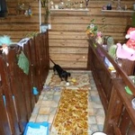Фото №3 Передержка собак разных пород
