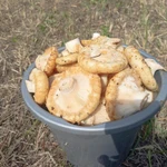 фото Груздь