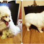 Фото №6 Стрижка собак. Стрижка кошек.