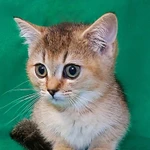 Фото №2 Котята манчкин
