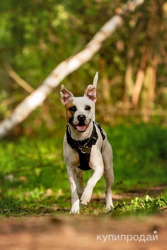 Фото Красивый пёс Дарий в добрые руки.