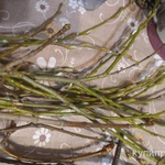 Фото №6 Свежие веточки березы, липы, ивы, осины