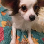 Фото №5 Метис чихуахуа и папийона